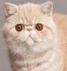 Exotic Shorthair