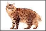 American Bobtail
