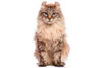 American Curl