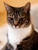American Polydactyl