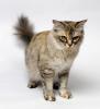 Asian Semi-longhair