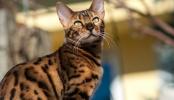 Bengal