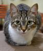 Brazilian Shorthair