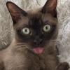Burmese