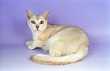 Burmilla