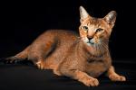 Chausie