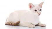 Colorpoint Shorthair