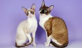 Cornish Rex