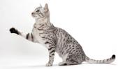 Egyptian Mau