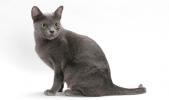 Korat