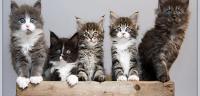 Maine Coon