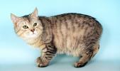 Manx