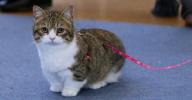 Munchkin