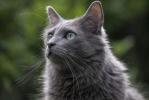 Nebelung