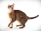 Ocicat