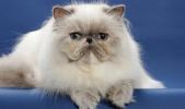 Persian