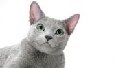Russian Blue