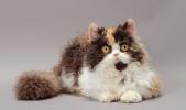 Selkirk Rex