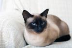 Siamese
