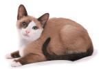 Snowshoe