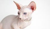 Sphynx