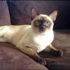 Tonkinese