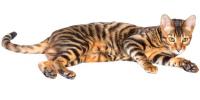 Toyger