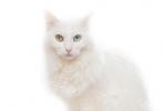 Turkish Angora
